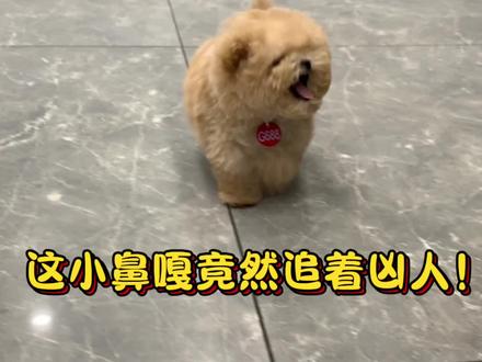 这只小鼻嘎生气居然还追着凶人!奶凶奶凶的样子一点都不服输,真的是太可爱啦#不养狗不知道养狗的乐趣 #萌宠 #这狗怎么看起来温温顺顺的 #谁家小狗像个小宝宝 #萌宠出道计划