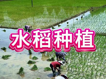 2026年南北方水稻种植时间,一个视频说明白 #三农#水稻种植#水稻施肥#水稻高产技术#农业知识帮农民增产增收