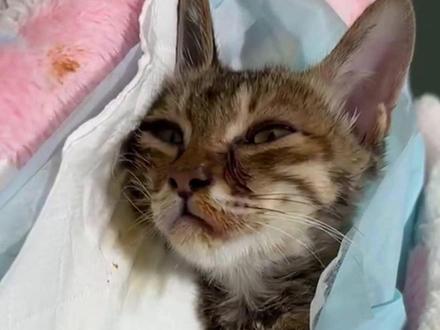 小猫瘫痪遇中医,咔吧一声站起来了!#中医 #猫咪 #流浪猫 #大学生 #成都中药药大学神仙招生简章