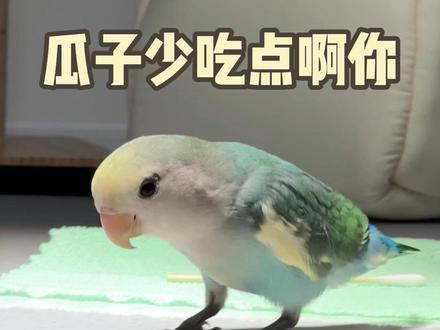 少吃点瓜子啊你 #牡丹鹦鹉 #艾贝尔动物医学中心 #异宠医院 #营养不良