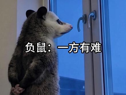 你是说那只负鼠吗?通知家鼠吧 #负鼠 #用负鼠表情包打开雨霖铃 #万万没想到 #表情包 #负鼠表情包