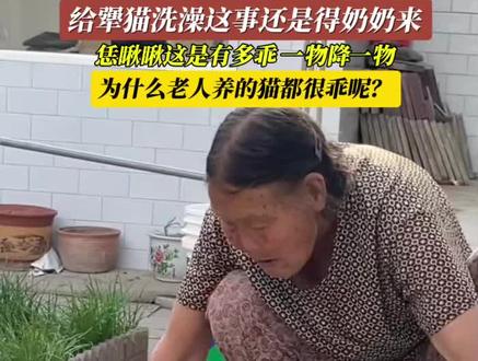 6月13日(采访时间),山西忻州。给犟猫洗澡还是得奶奶来,为什么老人养的猫都很乖?#猫咪的迷惑行为#老人与猫#养猫的乐趣