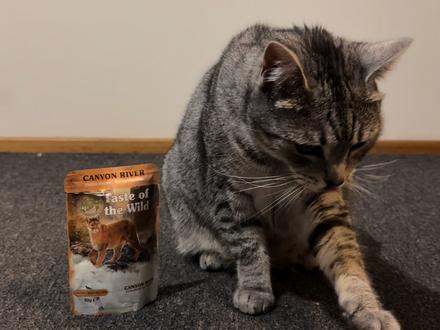 猫咪本人来测评#守护镜头里的动物 #狂想地球村
#我和我的猫 #猫罐头测评 #猫粮测评