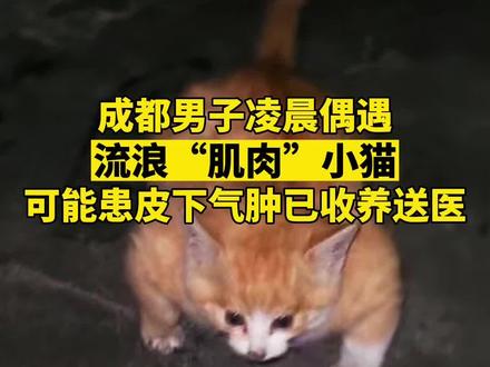 成都男子凌晨偶遇流浪“肌肉”小猫,可能患皮下气肿已收养送医 #成都#小猫咪#皮下气肿#收养