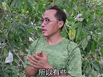 台湾专家孝你种殖白柿冰淇淋果方法