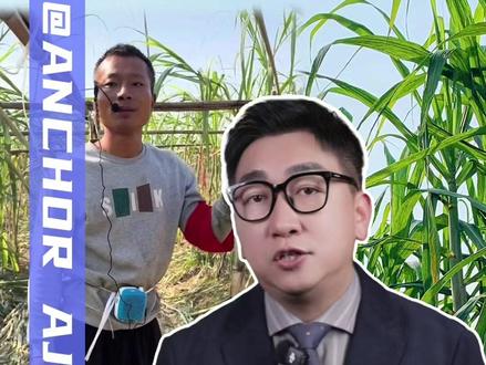 四川沉浸式体验“偷”甘蔗体验为什么火了 #“偷”甘蔗体验爆火背后 #甘蔗 #童年