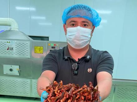 山东大哥养蚂蚱,一年出5亿只,被称为“益虫”