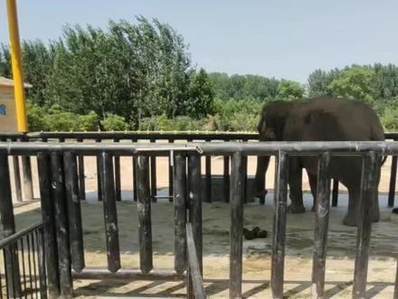 #野生动物零距离 大中午的动物园没多少游客,我和果果学大象叫成功引起了饲养员叔叔的注意。然后。。。#大象