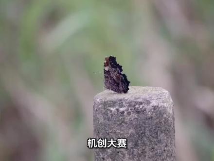 2026年第十二届机创大赛仿生蝴蝶赛道避坑指南,想冲国奖的宝子们,这篇一定要认真看完!
#仿生蝴蝶 #机械创新设计大赛 #大学生竞赛 #保研 #机械蝴蝶