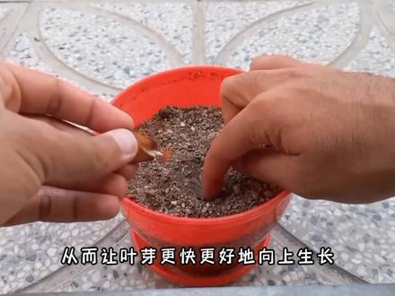 超市买的杏仁自己在家种,能成功吗?#种植
