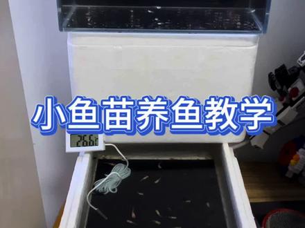 小鱼苗怎么样,养鱼教学#新手养鱼 #孔雀鱼 #孔雀鱼宝宝 #热带鱼 #养鱼日记