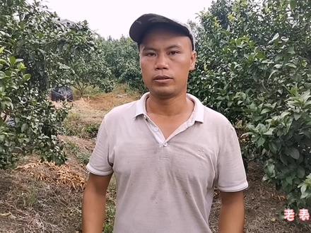 柑橘果实偏小长得慢,用这个配方,果实快速膨大!