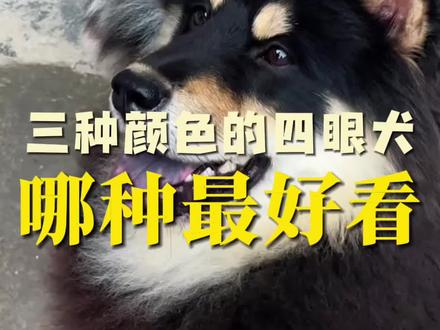 三种颜色的四眼犬,哪种最漂亮? #中华田园犬 #四眼犬 #铁包金 #铁包银 #选狗