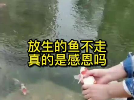 放生的鱼不走真的是感恩吗?#涨知识#科普#放生鱼 @抖音小助手