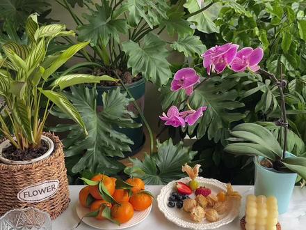 有手就会❗️10分钟解锁12种口味可颂水果挞🍓在家就能实现蛋挞自由❗️❗️做法简单,酥脆可口,巨巨巨巨好吃😋#蛋挞#在家做甜品#可颂水果挞#快手甜品 #下午茶