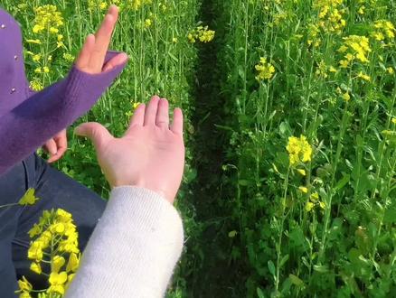 2026年的油菜花开了,烟花三月,春色撩人#油菜花