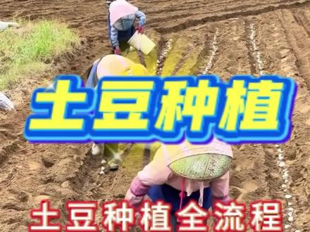 土豆种植全流程#土豆#农业#种植#土豆种植#土豆施肥#施肥#土豆高产#土豆管理技巧#洋芋#马铃薯