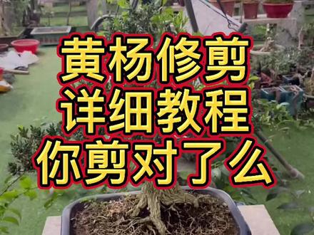 凡事顺其自然,遇事处于泰然,得意之时淡然,失意之时坦然,艰辛曲折必然,历尽沧桑悟然。#盆景技巧 @抖音小助手
