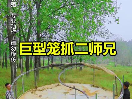 自制直径四米的机关大铁笼抓二师兄,看看能不能抓到#冒险岛枫之传说