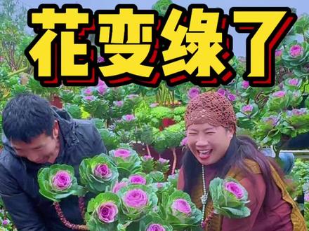 注意这三点,家里的羽衣甘蓝也会花大色艳花期更长了! #羽衣甘蓝 #养花 #家庭养花 #养花小知识 #上热搜