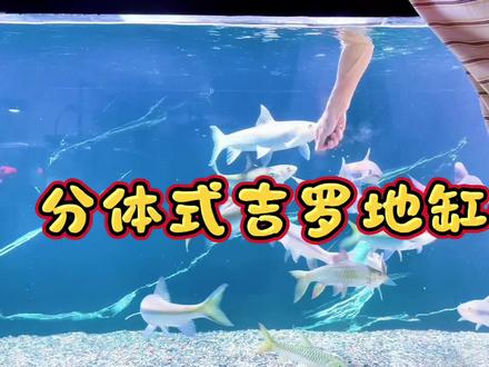 三米分体式吉罗地缸配置#吉罗地缸#吉罗缸 #地缸 #鱼缸定制