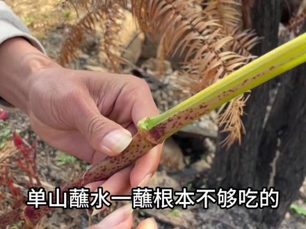 他们花63亿去消灭,我们还要靠种植#植物科普 #药用植物 #植物百科 #科普知识 #虎杖 #虎杖悠仁 #虎杖种植 #冷知识 #稀奇古怪 #酸杆