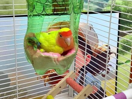 一分钱没花,就能让鸟宝温暖整个冬天#自制鸟窝 #自制棉窝