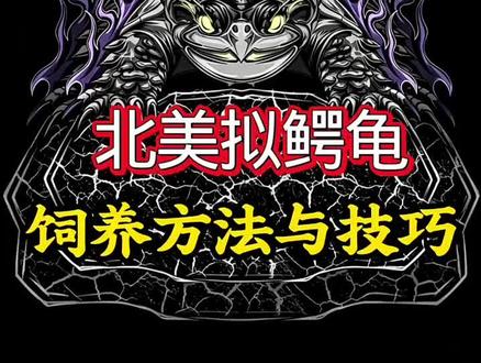 入门品种北美拟鳄龟(北美拟鳄龟/饲养方法)#佛鳄品相鉴赏 #北美拟鳄龟 #入门品种 #爬行动物 #抖音热门小助手