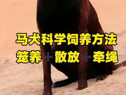 马犬科学饲养方法, 笼养➕散放➕牵绳
#精品马犬 #高动力马犬
