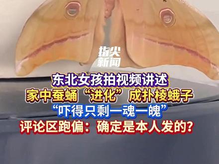 东北女孩拍视频讲述
家中蚕蛹“进化”成扑棱蛾子
“吓得只剩一魂一魄”
评论区跑偏:确定是本人发的?
(编辑 董力铭 责编 王牡丹)