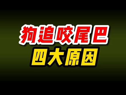 狗子追尾巴,四大原因。#新手养狗 #养狗知识 #咬尾巴 @DOU+小助手