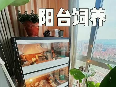 城里养芦丁鸡最适合的地方,阳台养芦丁鸡却成最亮的一角风景,大家觉得呢?#奇妙的动物 #神奇动物在抖音 #我的宠物