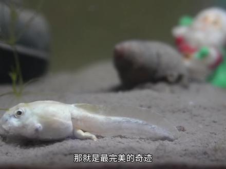 在野外抓了一只变异蝌蚪,饲养5个月还是变不了青蛙? #神奇动物在抖音 #水族 #养鱼日记 #蝌蚪变青蛙