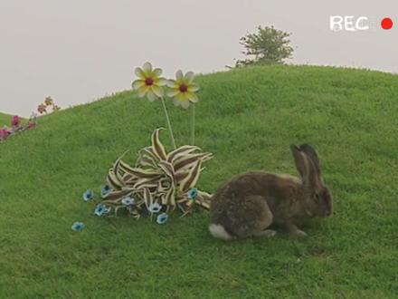 天线宝宝给丁丁过生日 #天线宝宝 #儿童动画