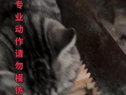 #老虎处刑曲 #老虎不妙曲 #猎杀老虎 #山君 #野兽 已经分史完成