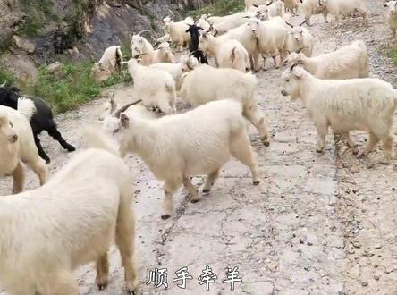 《三十六计》第十二计,顺手牵羊#三十六计 #传统文化 #国学智慧 #知识分享