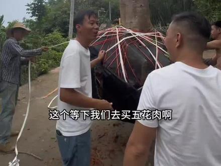 40cm的凤凰树 顺利装车上工地
