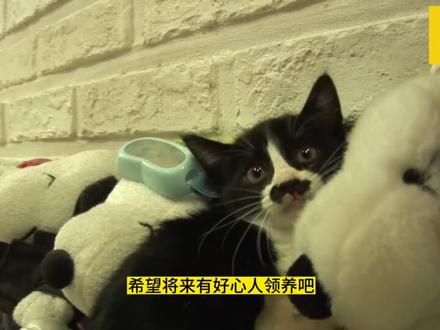 小区发生了怪事,围墙传出神秘哭声#奇闻奇事 #猫