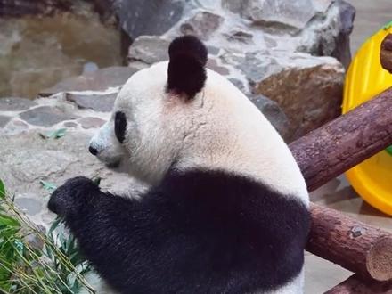 香果半半去潘达星了,中心发文说了病因!但是是否有其他问题呢? 可怜的香果 半半 !!! 😭😭😭这肯定不是偶然现象!#大熊猫香果