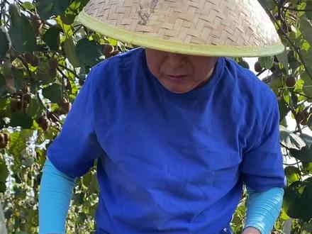 给大家评论区搞一百份猕猴桃,谢谢大家的关注和支持。