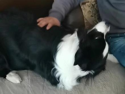 #边牧可乐回去 倔强又无赖的可乐跟可乐爸杠上了,干不过就耍赖、叫、咬,看家本领都用上了,最后的表情看起来还是有那么点不服呀