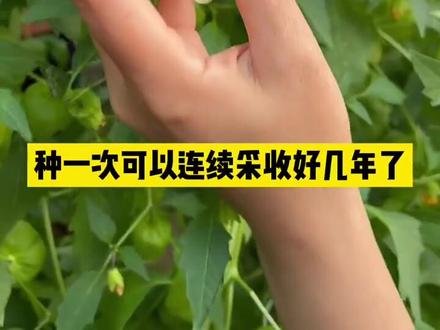 今天和大家分享一下姑娘果的种植方法#三农 #种植小技巧 #良兄教种菜#农村菜园