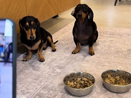 当我让豆包在狗狗吃饭前简单讲两句
#宠物出道计划 #豆包