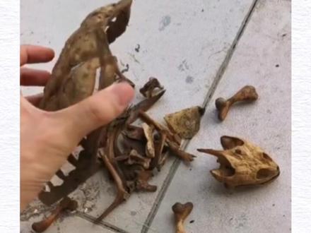 9月1日,湖北武汉一高校学生返校后,发现自己养的乌龟成了标本。