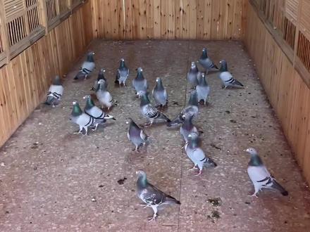 拜访一下,赛鸽界 养鸽大名家【安徽华风鸽舍一一陈亚军】陈总家!三楼 四楼 五楼,养的全部 🇧🇪圆环赛鸽!年年盈前的大名家!#赛鸽 #原创视频 #职业赛鸽 #信鸽赛鸽 #赛鸽比赛 #养鸽人 #信鸽 #养鸽 #鸽子 #赛鸽运动 #养鸽子 #鸽子信鸽 #鸽舍 @华风鸽舍陈亚军