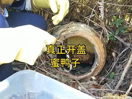 真正开盖它来了,满满的蜜#诱蜂 #户外找蜂