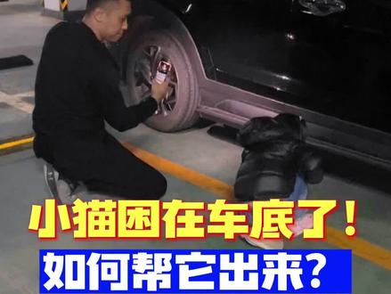 偶遇困在车底的小猫,相信最后它一定找到了家人!#爱护小动物 #猫钻车底