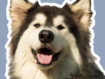 阿拉斯加不同的叫声,暗示了不同的心情!#阿拉斯加犬 #狗狗叫声的含义 #狗狗叫声 #阿拉斯加知识百科 #属于我的多巴胺夏天