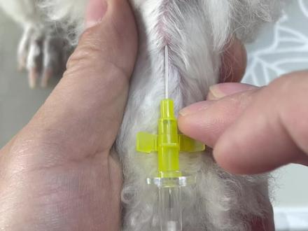 静脉留置针操作视频完整版教程-抖音