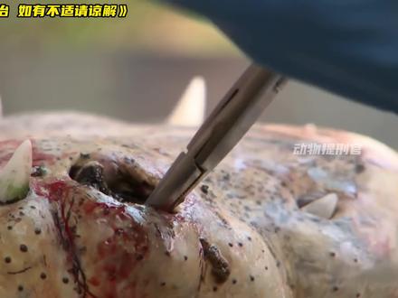 比虎口拔牙刺激 10 倍!4 米巨鳄牙科手术实录 #动物救治